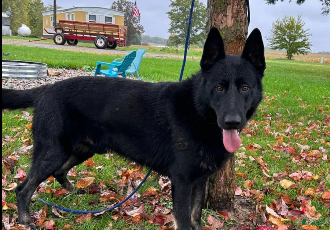 German Shepherd dogs for sale: German Shepherd Puppy 5 - Ad 8