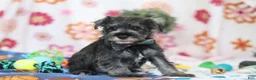 Miniature Schnauzer dogs for sale: Nolan - Ad 3