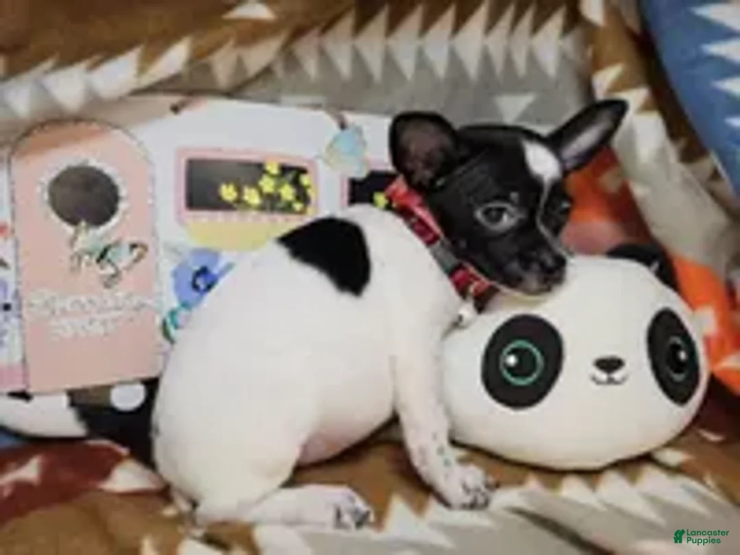 Chihuahua dogs for sale: Rudyi - Ad 2