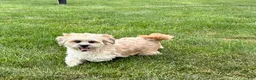 Lhasa Apso dogs for sale: Sammy - Ad 11
