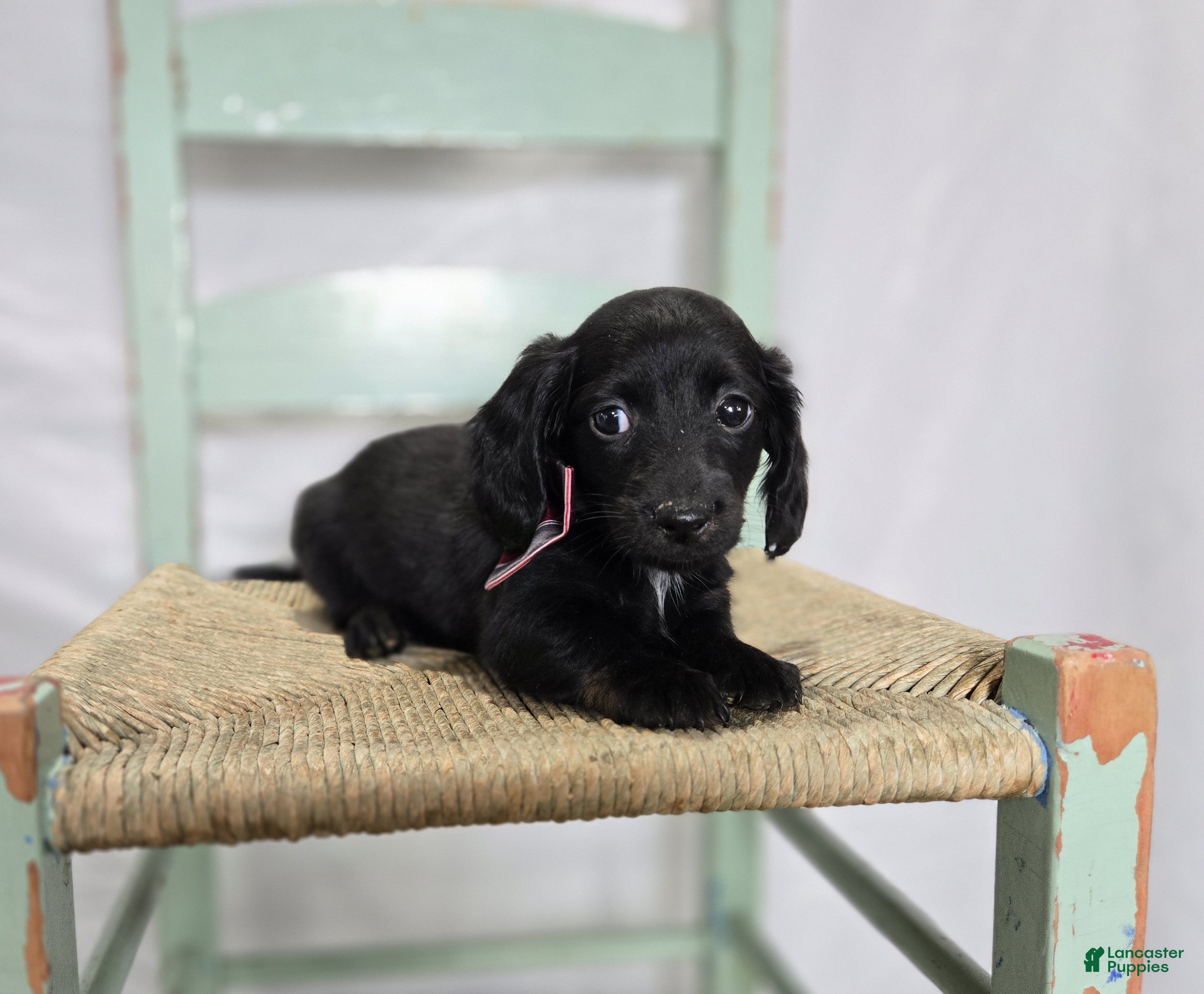 Miniature Dachshund dogs Tinker - Ad 2