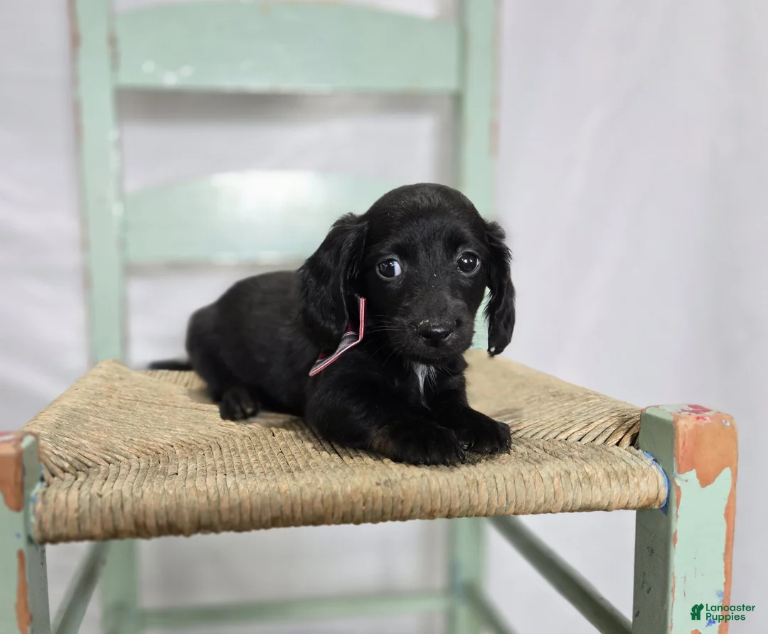 Miniature Dachshund dogs for sale: Tinker - Ad 2