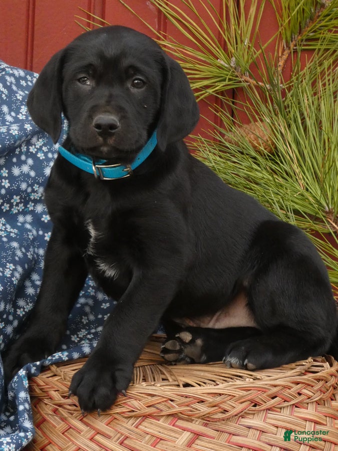 Mixed Breed dogs Midnight - Ad 1