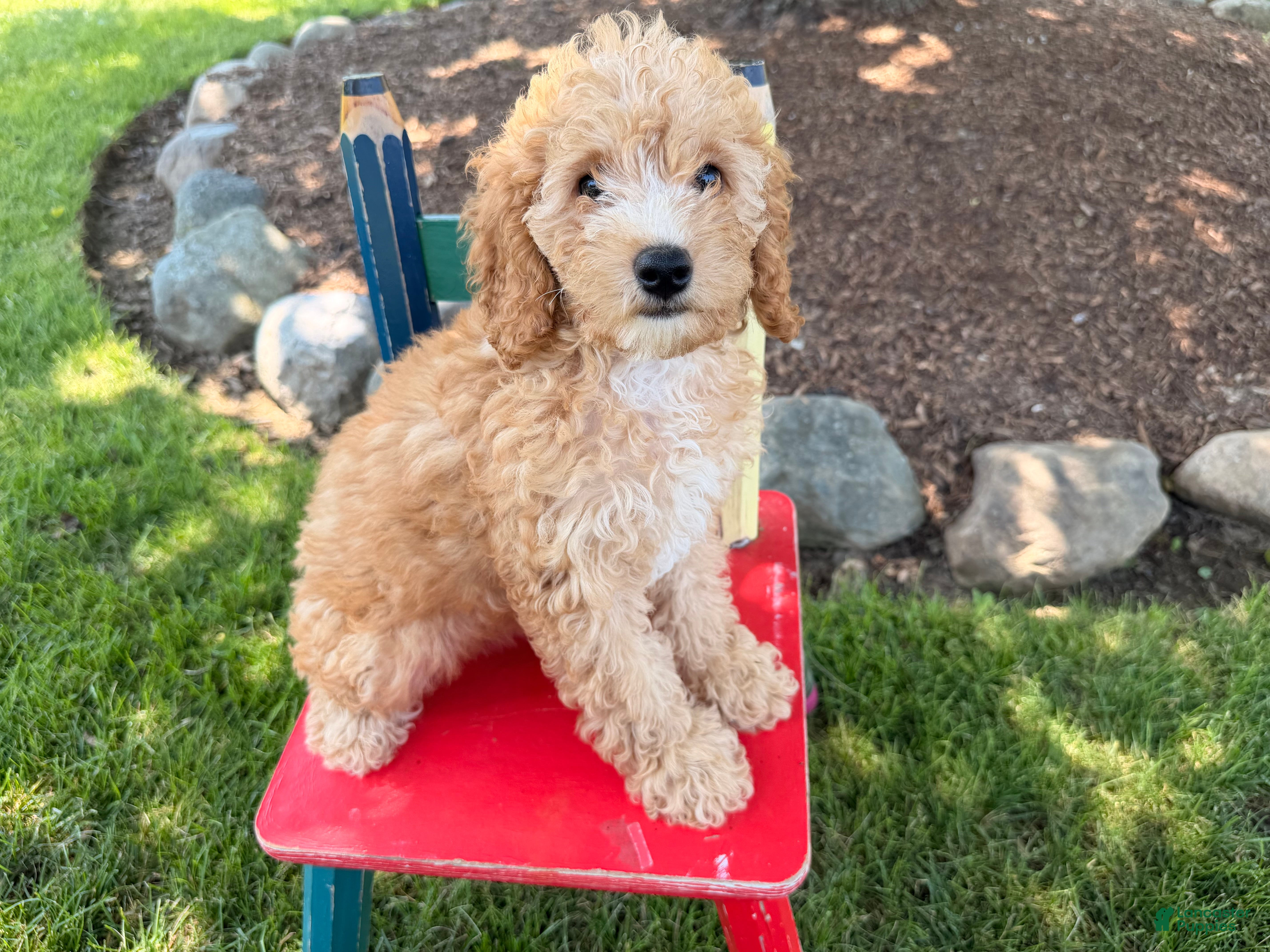 Cockapoo dogs Megan  - Ad 1