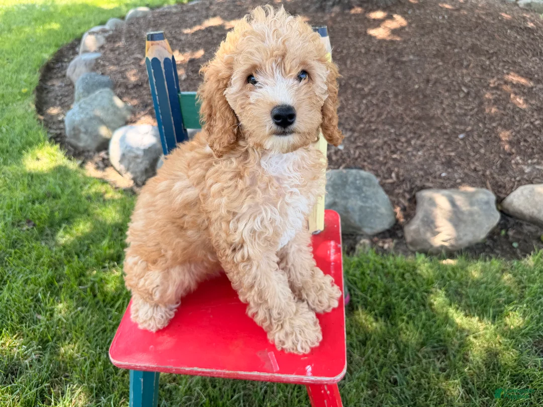 Cockapoo dogs for sale: Megan  - Ad 1