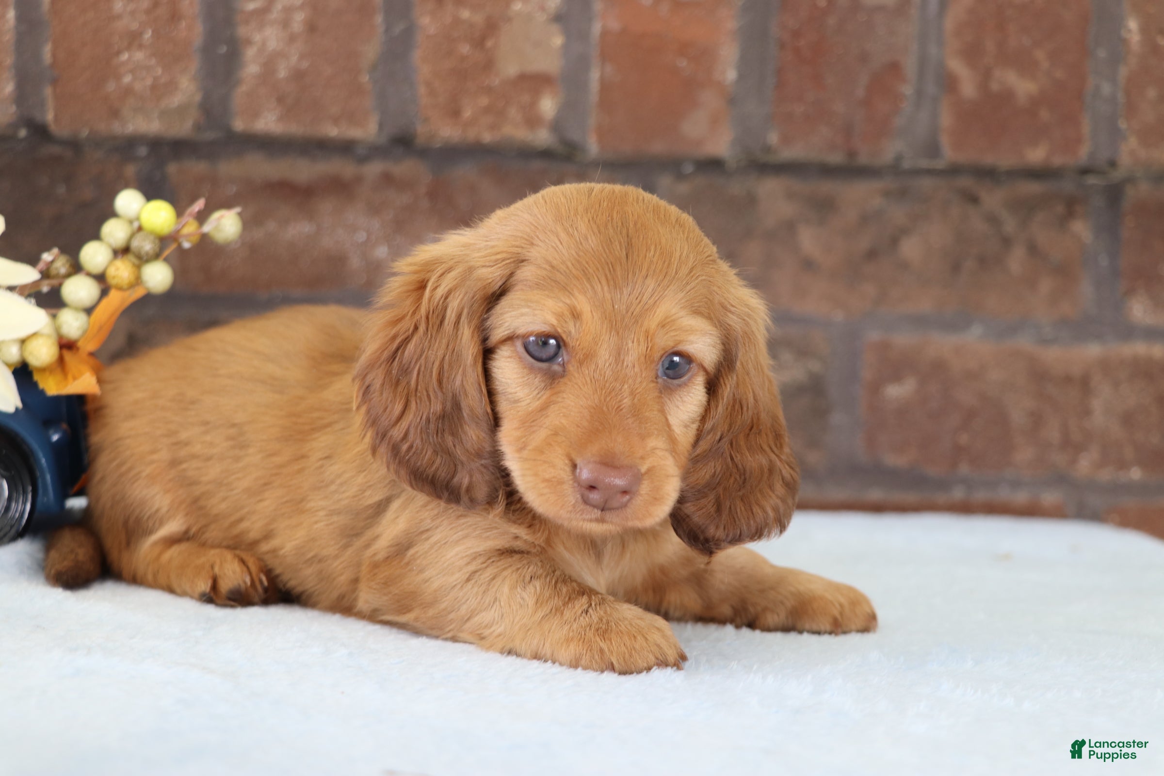 Dachshund dogs Toro  - Ad 2