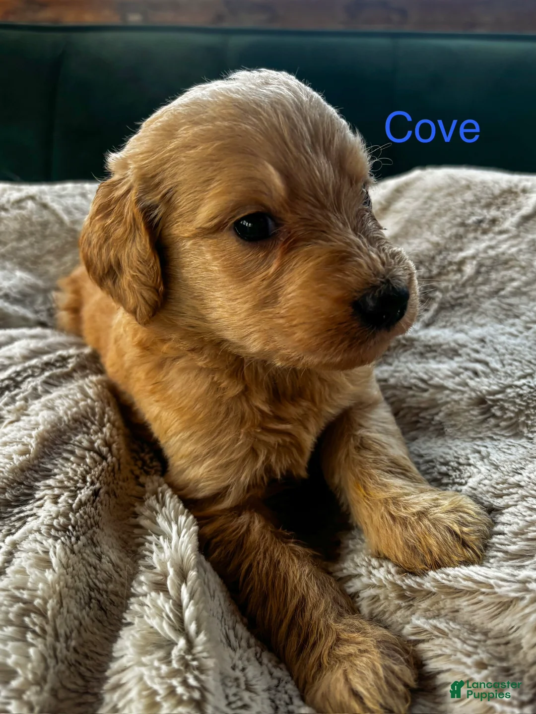 Goldendoodle dogs for sale: Cove - Ad 1