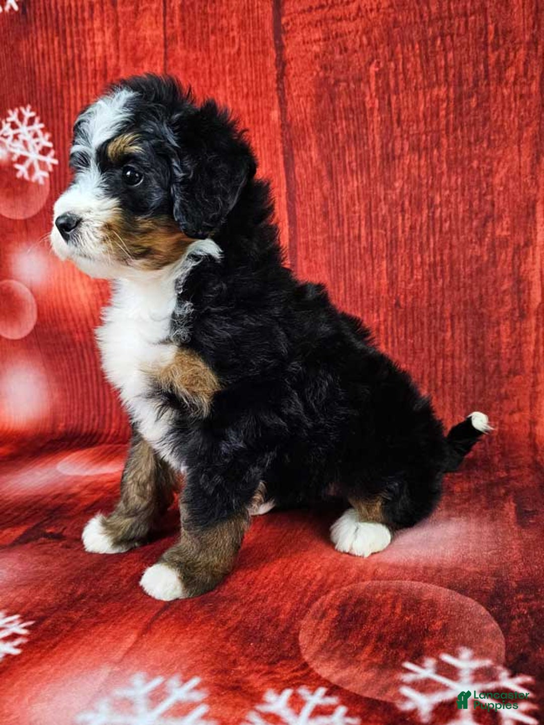 Mini Bernedoodle dogs for sale: Louise - Ad 3