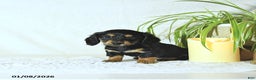 Miniature Dachshund dogs for sale: Nolan - Ad 5