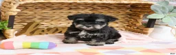 Miniature Schnauzer dogs for sale: Piglet  - Ad 1