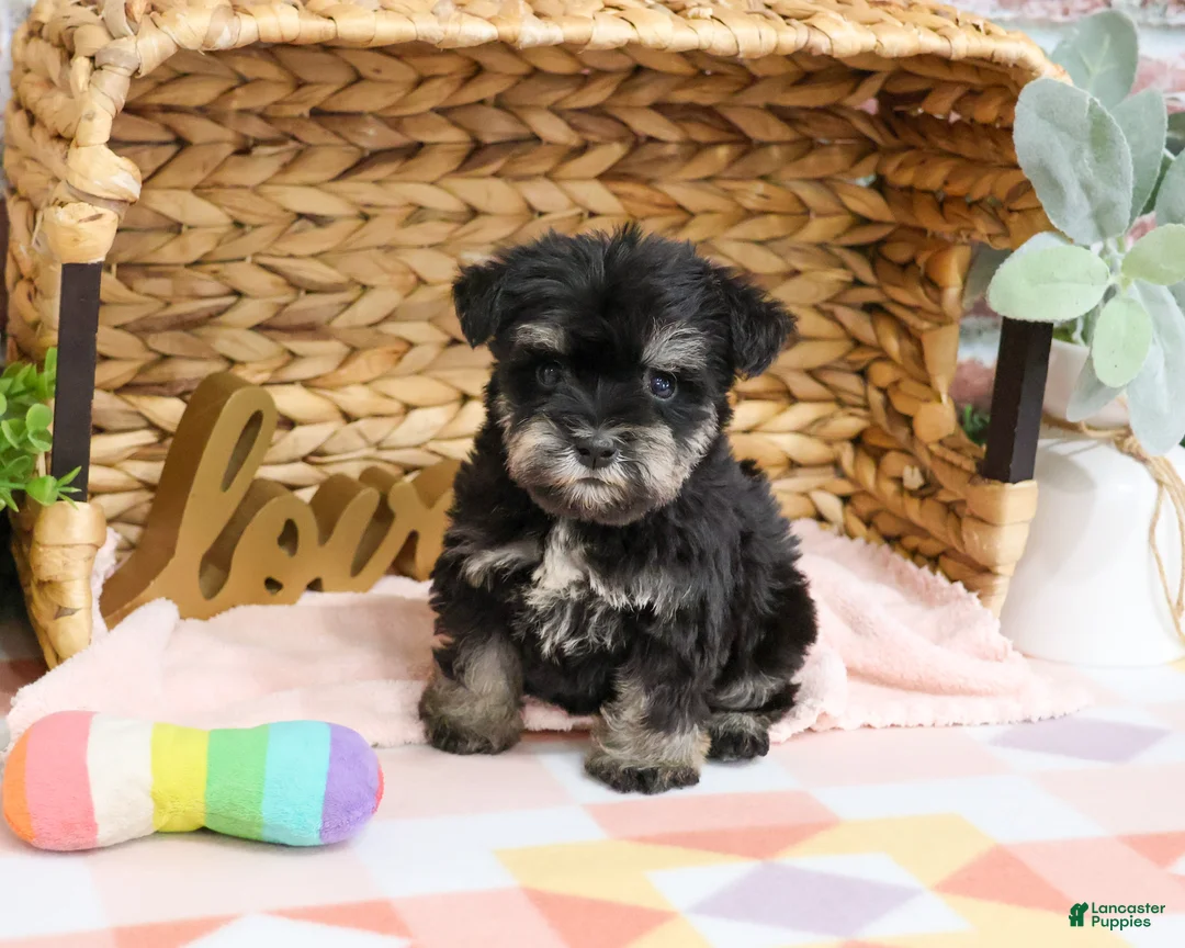 Miniature Schnauzer dogs for sale: Piglet  - Ad 1