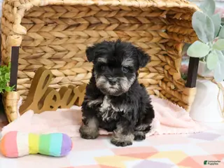 Miniature Schnauzer dogs Piglet - Ad 36