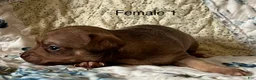 Chiweenie dogs for sale: Chiweenie 5 - Ad 6