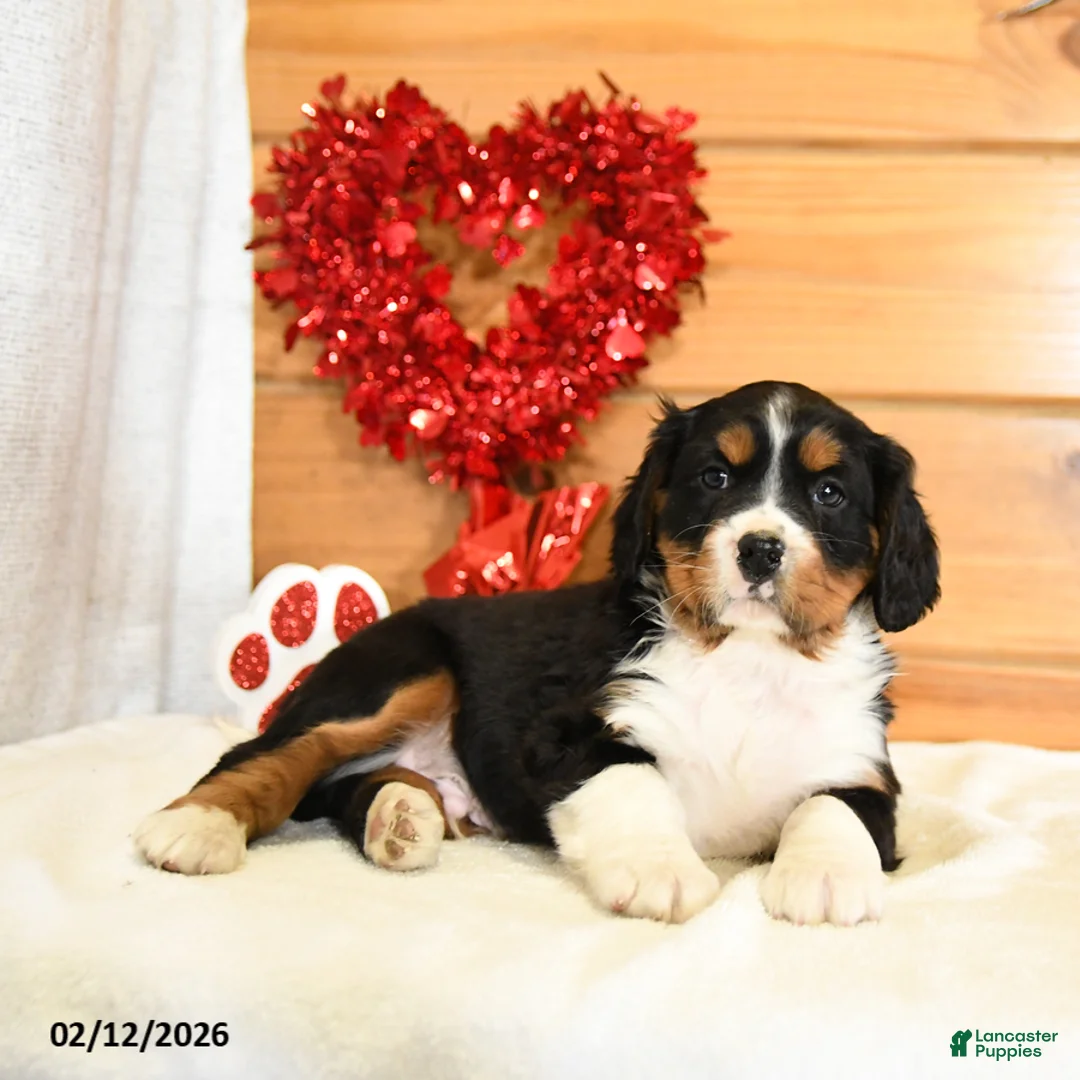 Miniature Bernese Mountain Dog dogs for sale: Victor - Ad 2