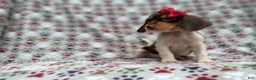 Beagle dogs for sale: Wynona - Ad 8