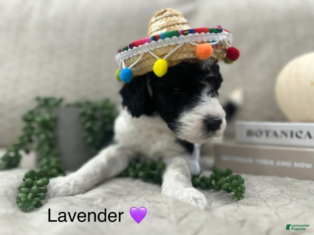 Goldendoodle dogs for sale: Lavender 💜 - Ad 2