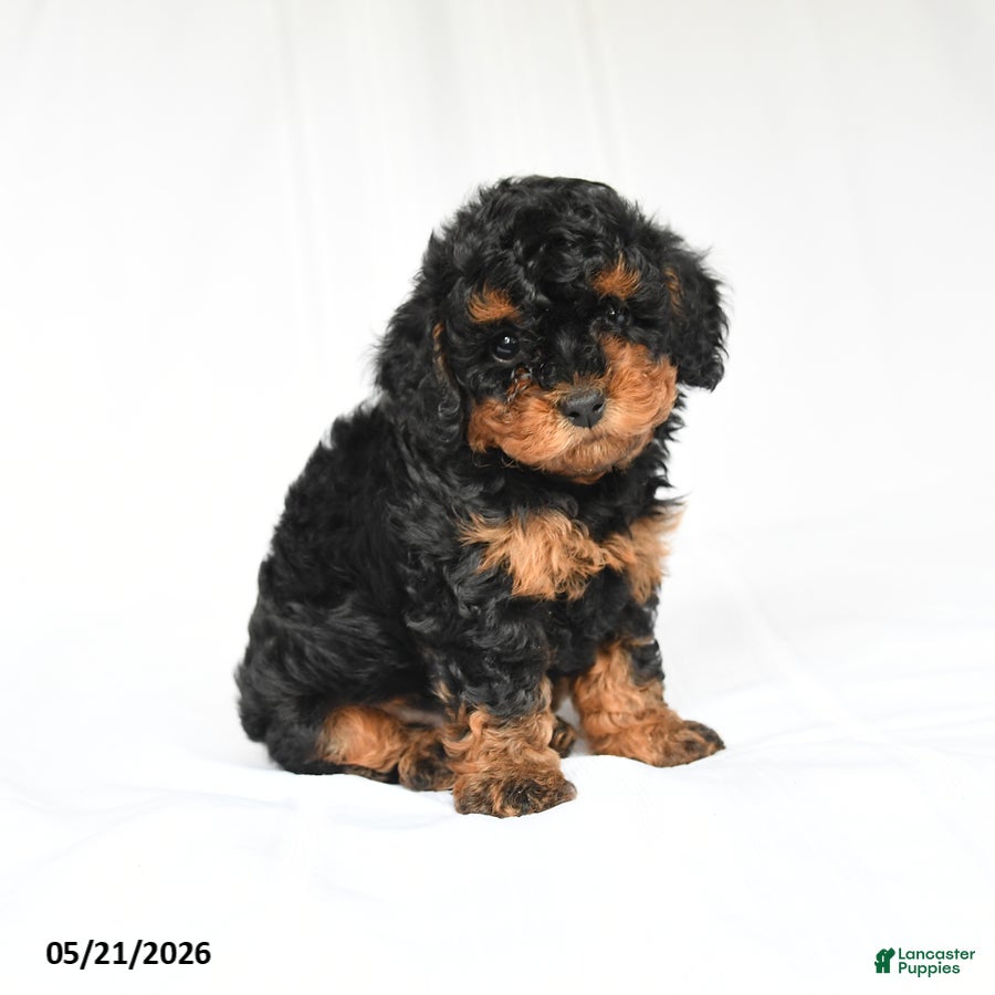 Toy Poodle dogs Ken  - Ad 1