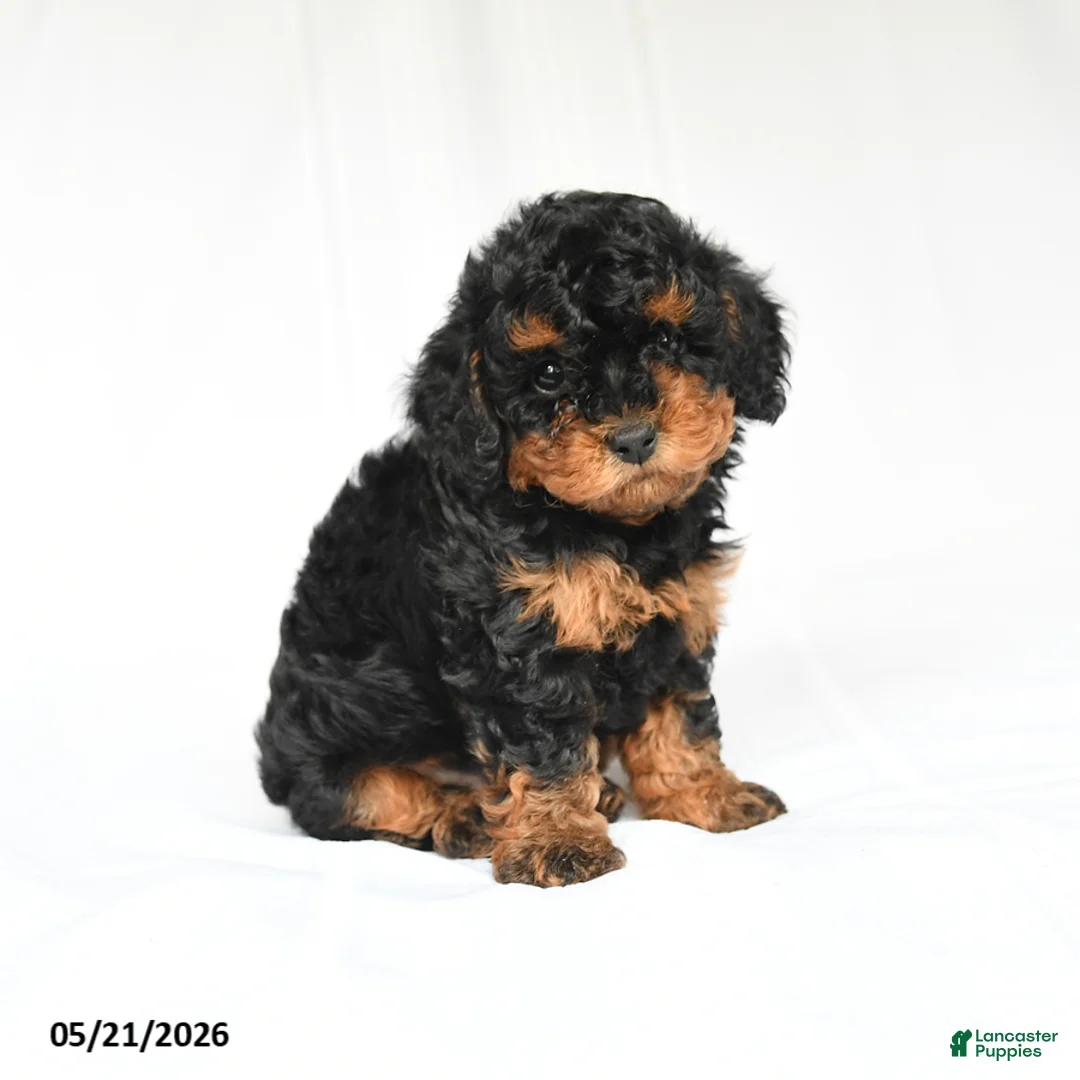 Toy Poodle dogs for sale: Ken  - Ad 1