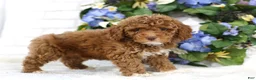 Miniature Poodle dogs for sale: Chase - Ad 4