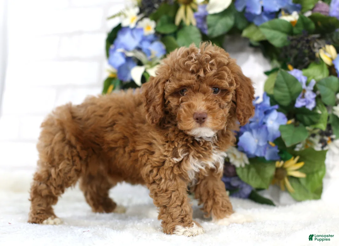 Miniature Poodle dogs for sale: Chase - Ad 4