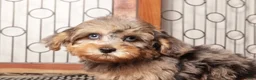 Yorkiepoo dogs for sale: Guppy Friendly Male Yorkie Poo - Ad 3
