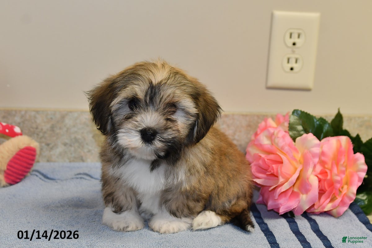 Havanese dogs Buffy - Ad 32