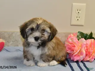Havanese dogs Buffy - Ad 23