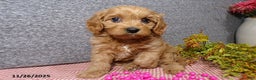 Cavapoo dogs for sale: Peggy - Ad 5