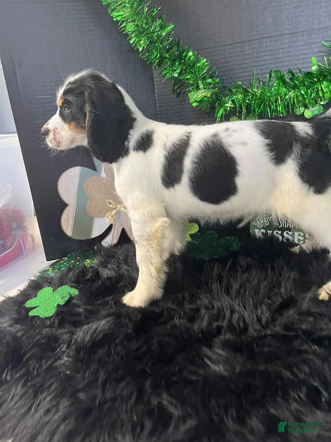 English Springer Spaniel dogs for sale: Billy - Ad 5