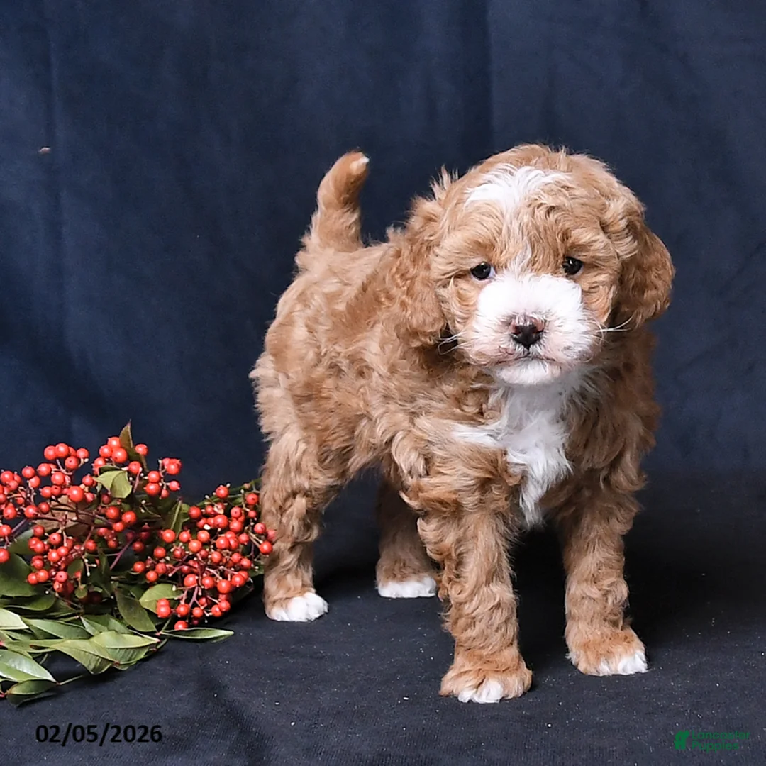 Toy Poodle dogs for sale: Nichole - Ad 2