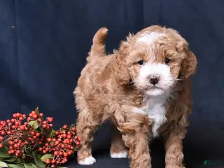 Toy Poodle dogs Nichole - Ad 40