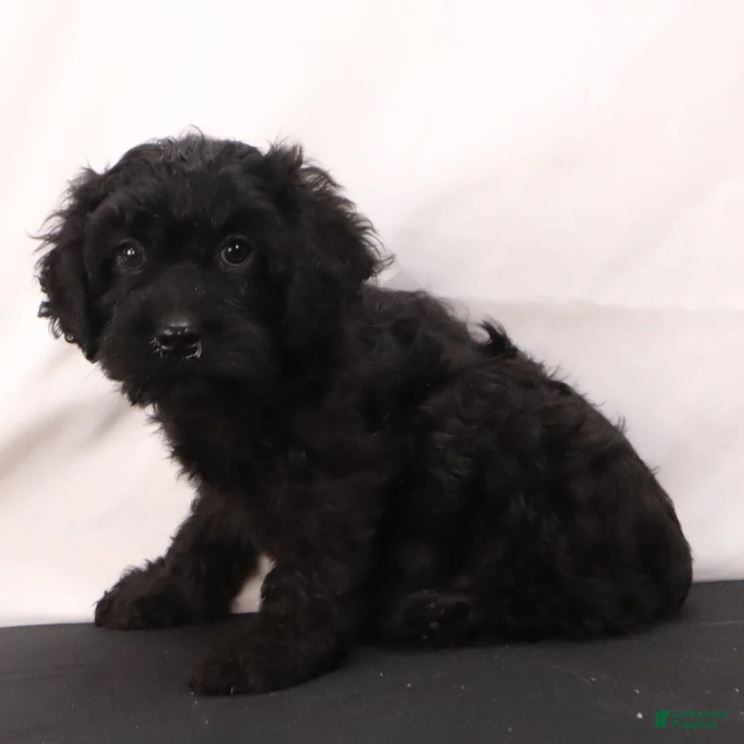 Cavapoo dogs for sale: Duke - Ad 10