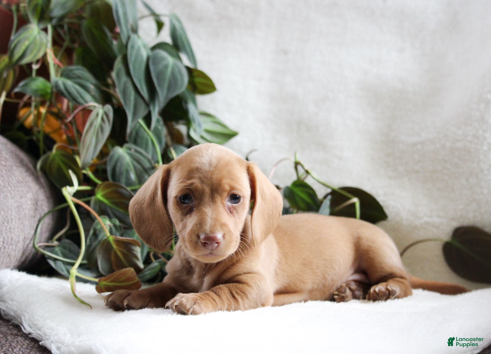 Miniature Dachshund dogs Daisy - Ad 1