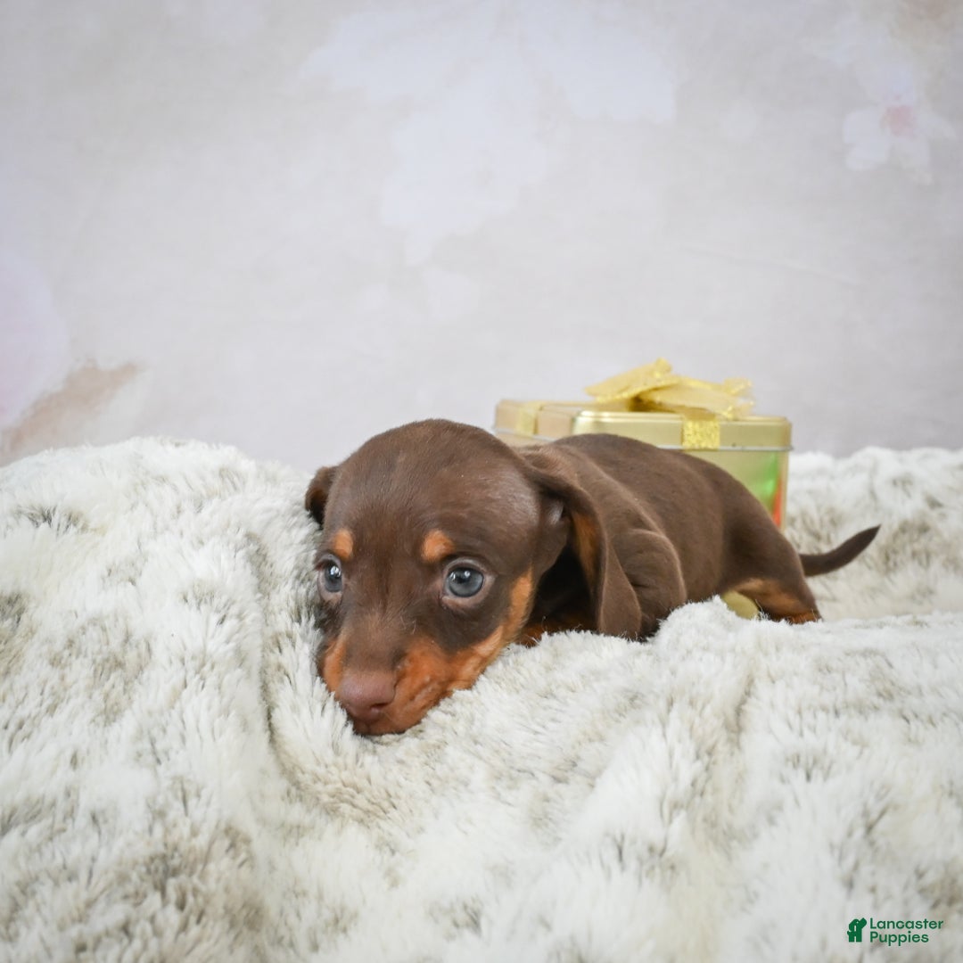 Miniature Dachshund dogs for sale: Peanut - Ad 5