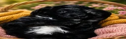 Bernedoodle dogs for sale: Star - Ad 6
