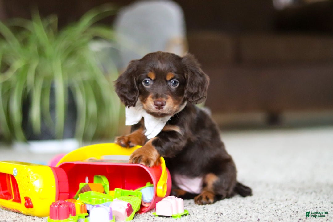 Miniature Dachshund dogs for sale: Zoey - Ad 11