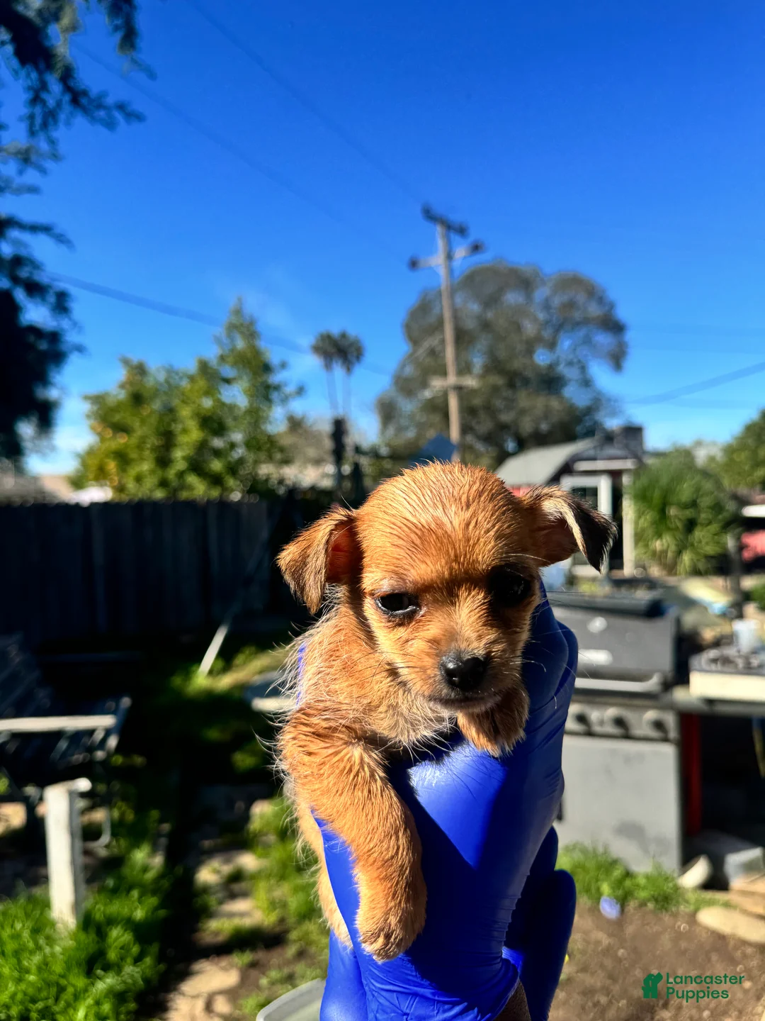 Mixed Breed dogs for sale: Mixed Breed Puppy 1 - Ad 1