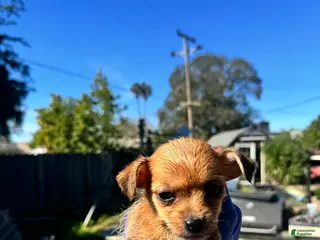 Mixed Breed dogs Mixed Breed Puppy 1 - Ad 16