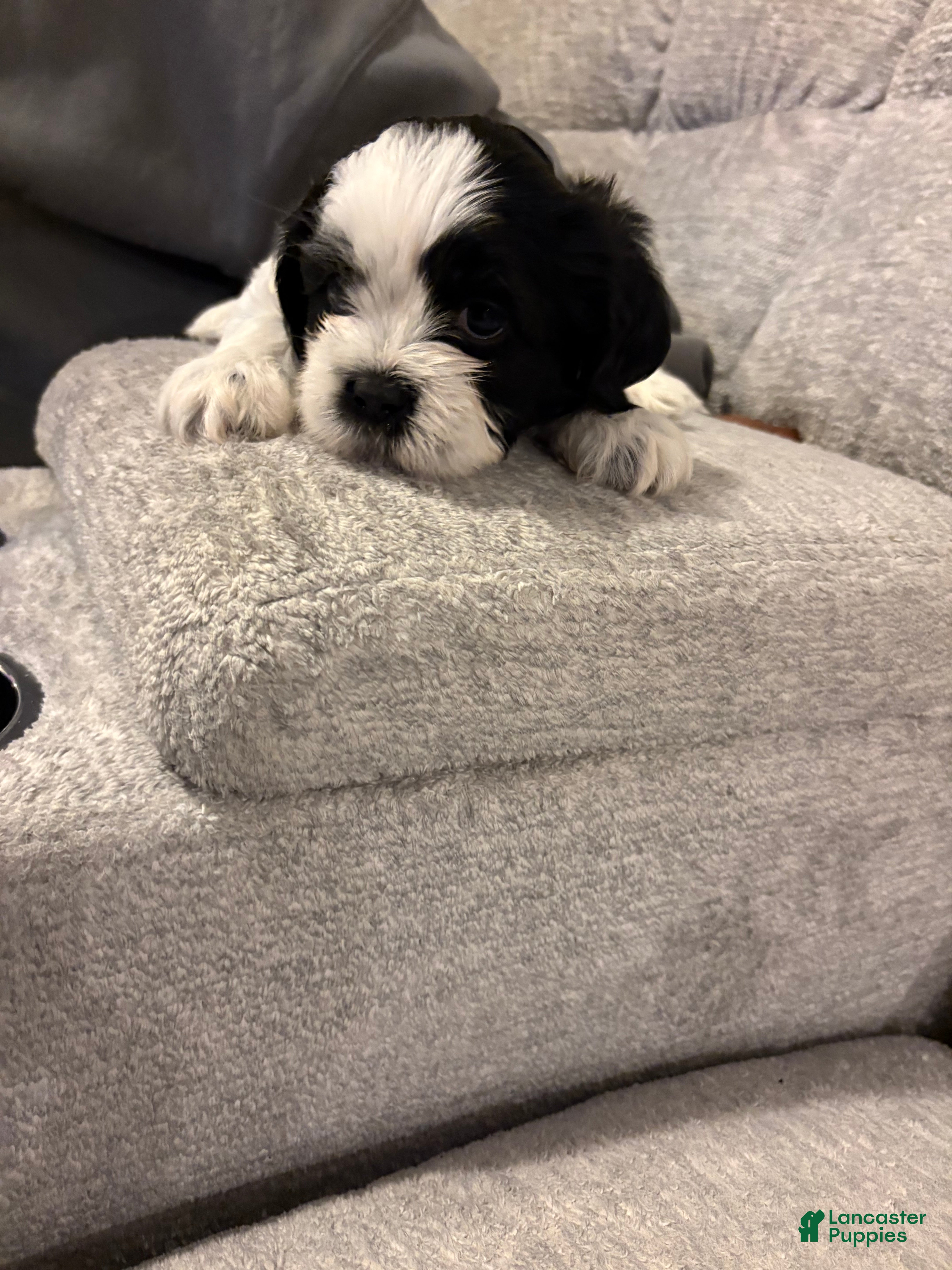 Shih Tzu dogs Shih Tzu Puppy 2 - Ad 10