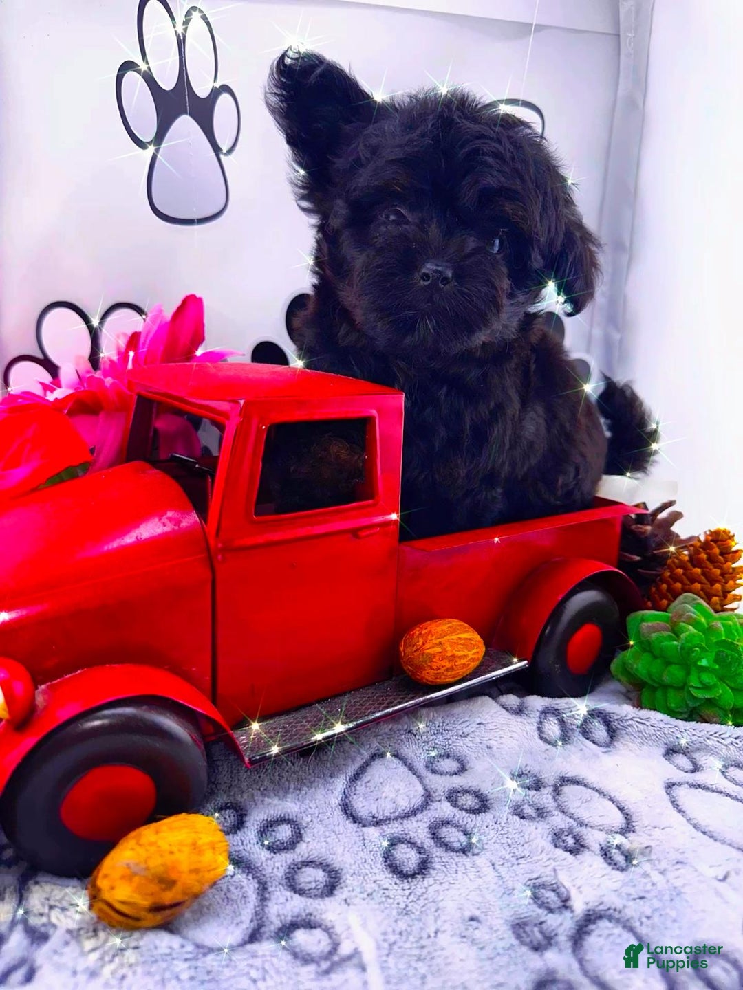 Chipoo dogs for sale: Milo - Ad 5