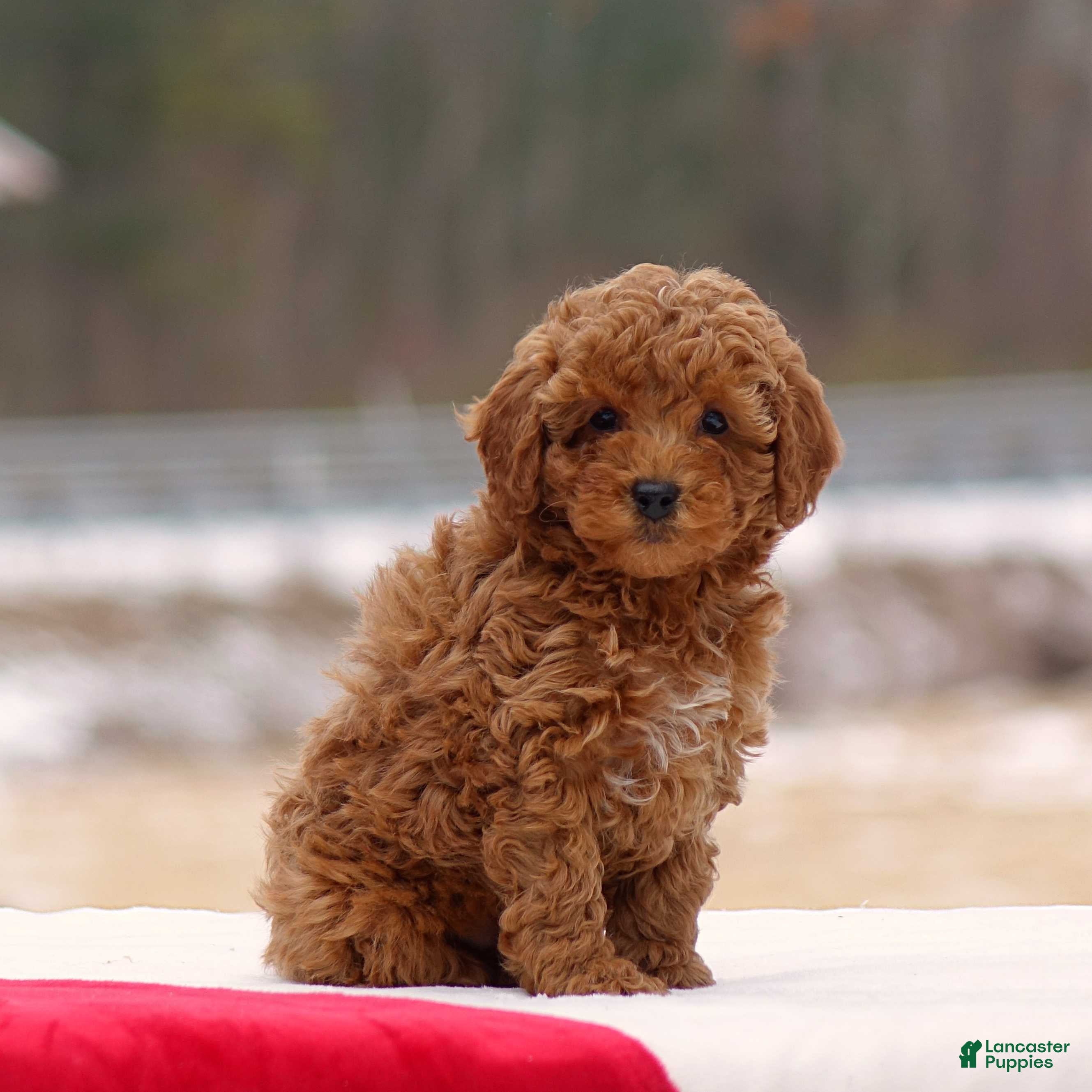 Toy Poodle dogs Dusty - Ad 22
