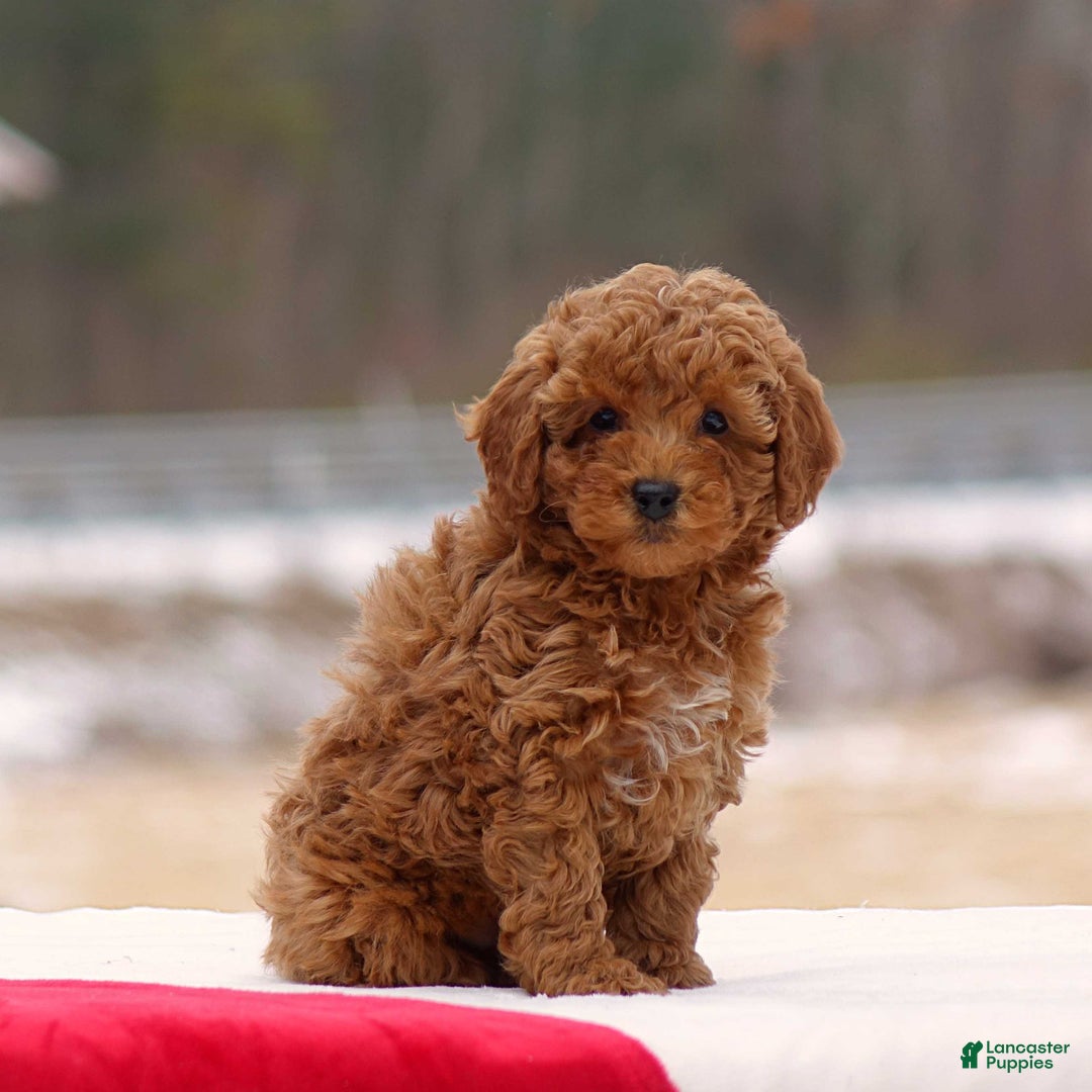 Toy Poodle dogs for sale: Dusty - Ad 1
