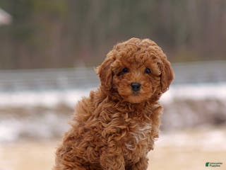 Toy Poodle dogs Dusty - Ad 24