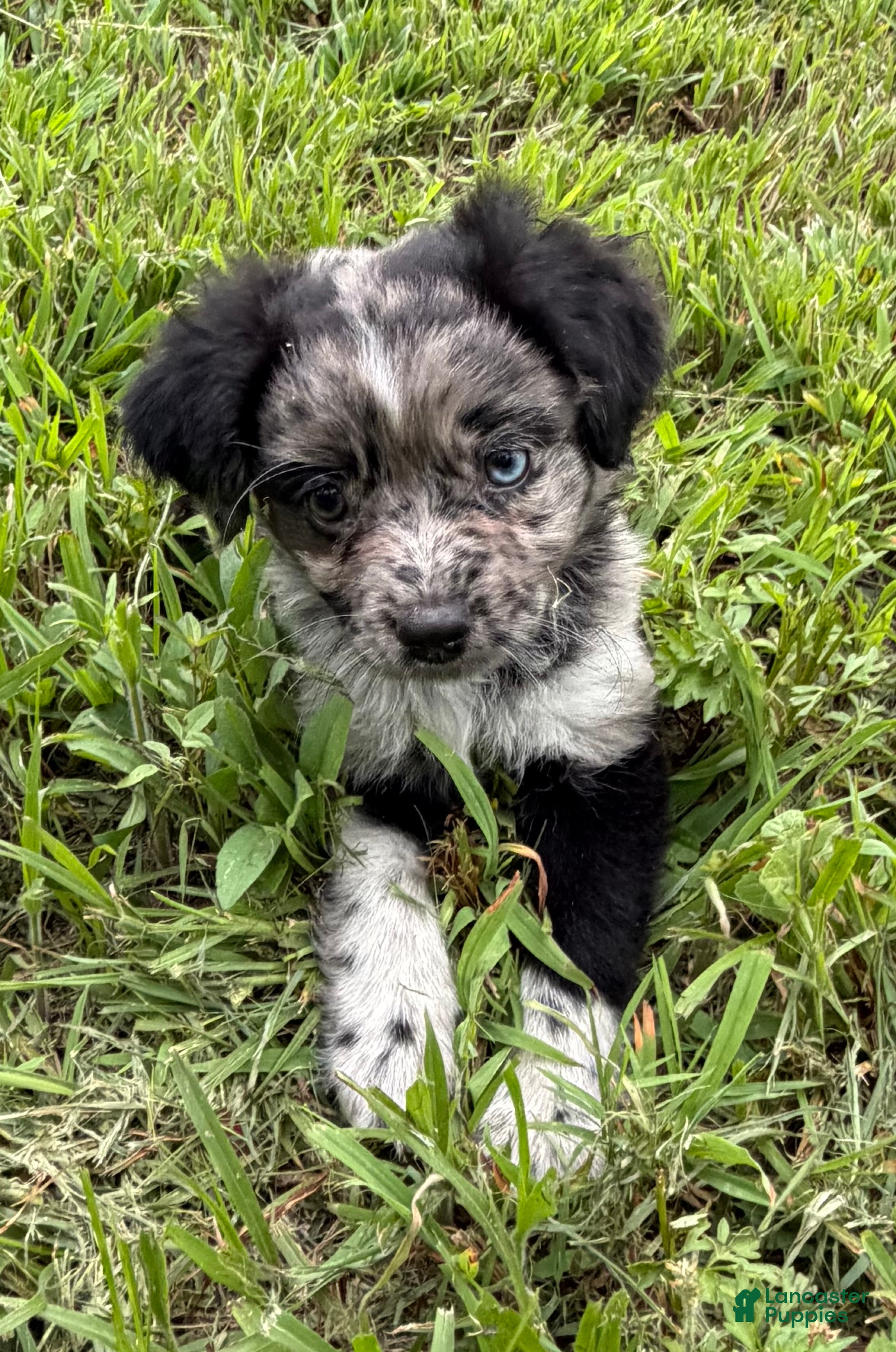 Miniature Australian Shepherd dogs Miniature Australian Shepherd 1 - Ad 4