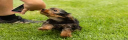 Yorkshire Terrier dogs for sale: Myran  - Ad 4