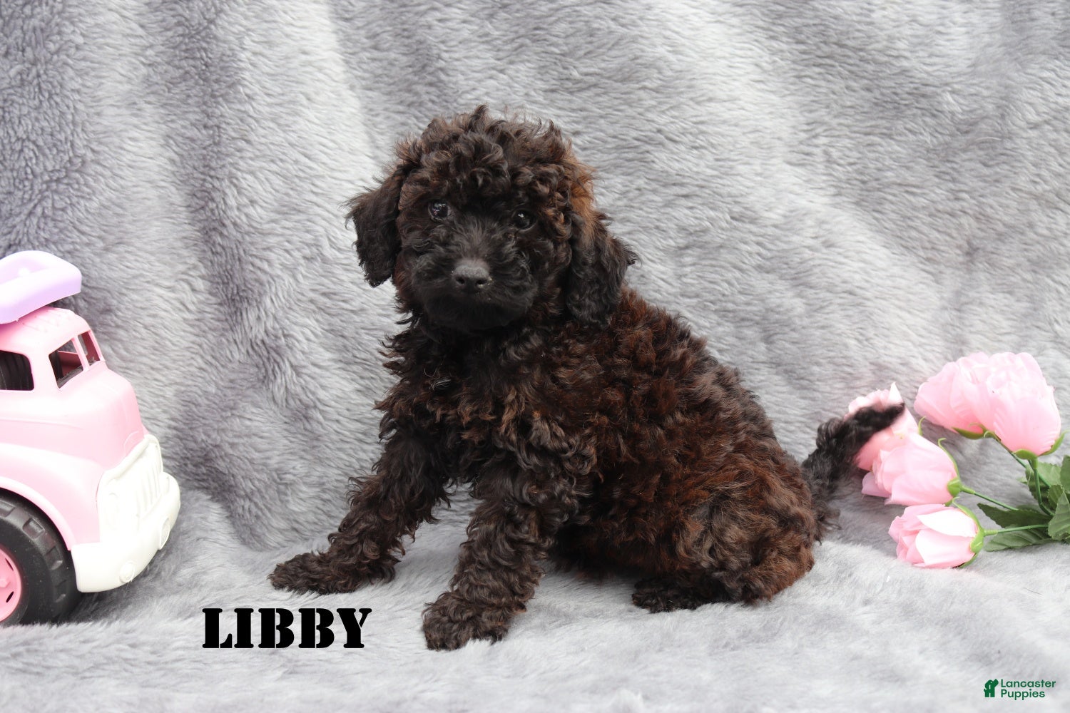 Mini Goldendoodle dogs for sale: Libby - Ad 3