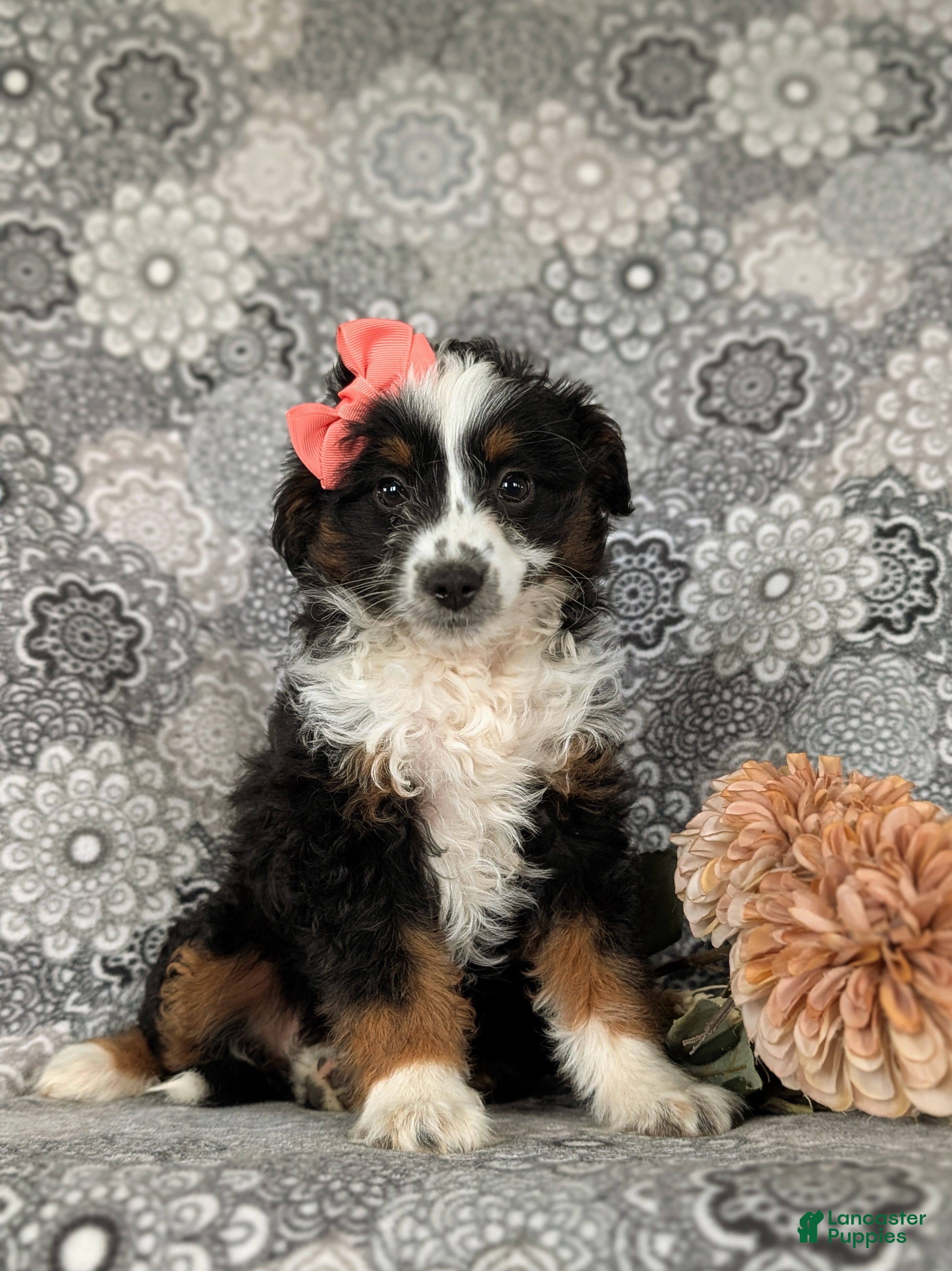 Mini Aussiedoodle dogs Lexie - Ad 2