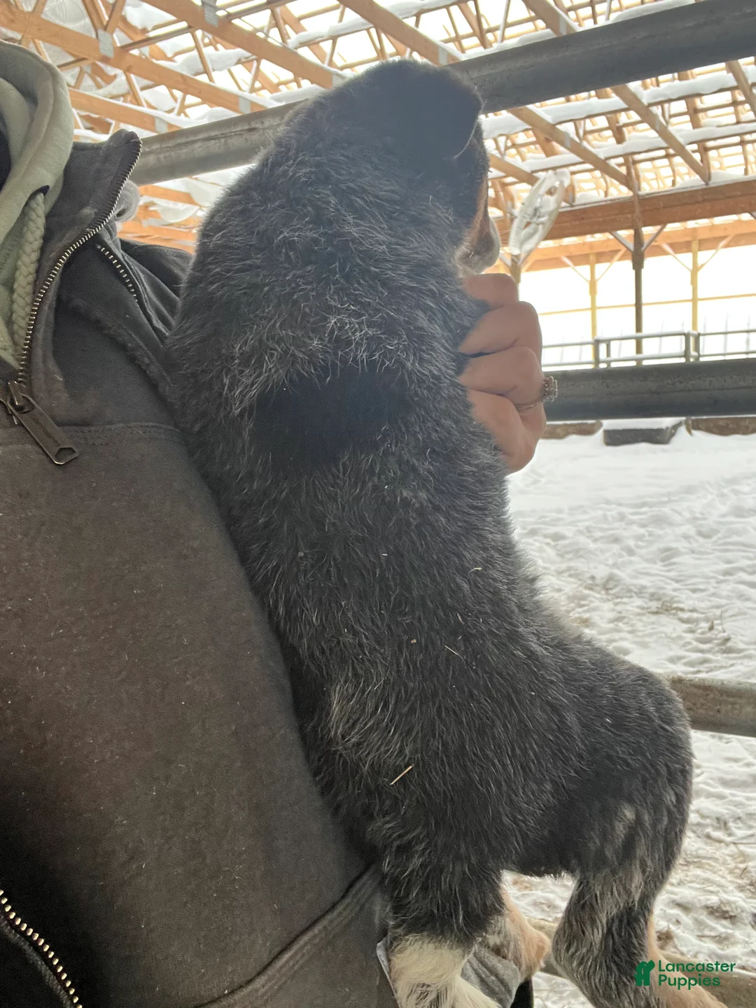 Australian Cattle Dog dogs for sale: Bubba - Ad 3