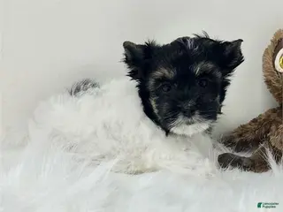 Yorkshire Terrier dogs Yorkshire Terrier Puppy 1 - Ad 18