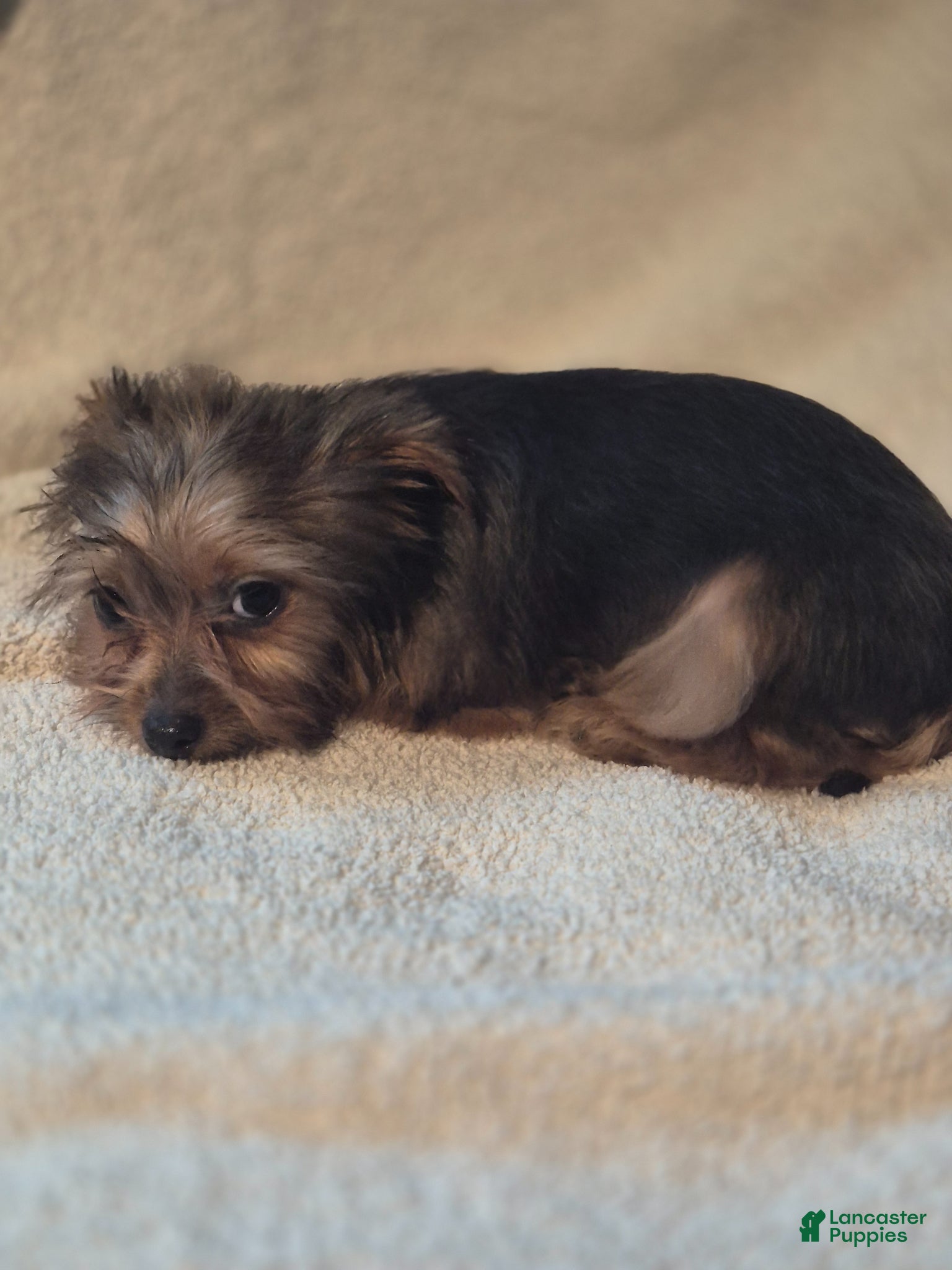 Shorkie dogs TEACUP Roxie - Ad 1